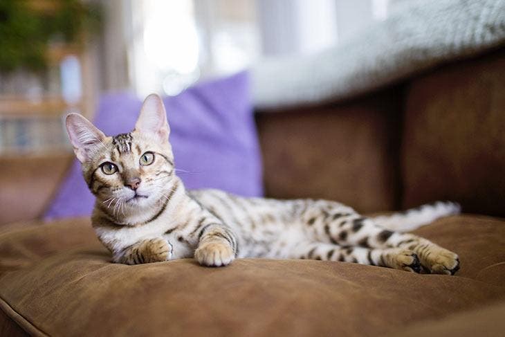 Katze liegt auf dem Sofa