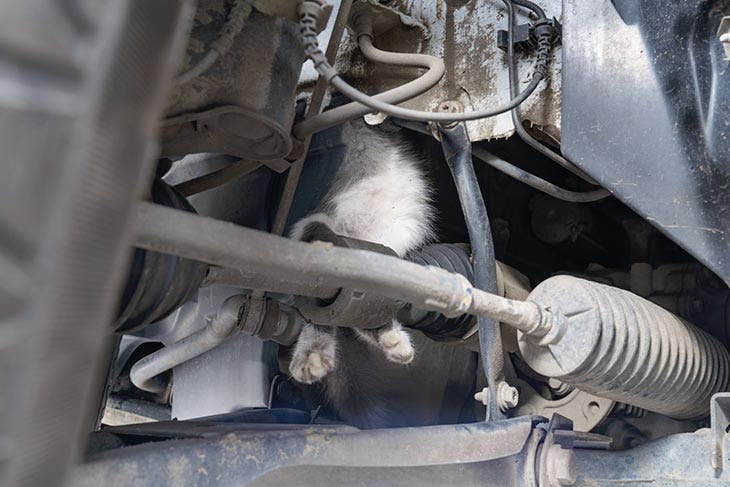 Cat stuck in car engine