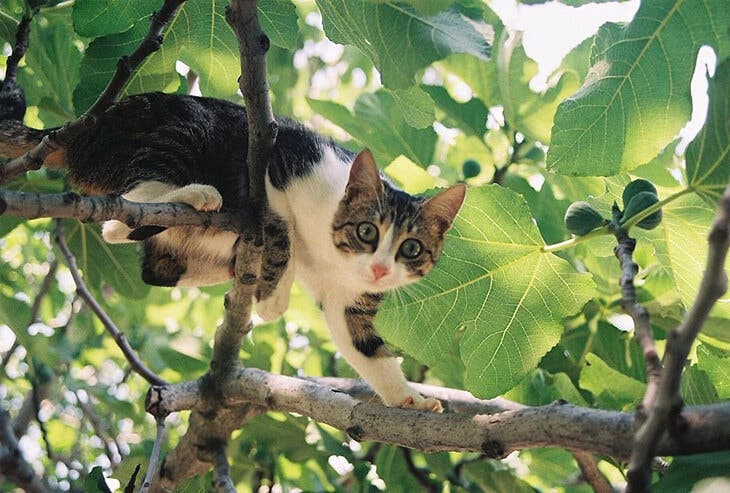 Chat dans un arbre