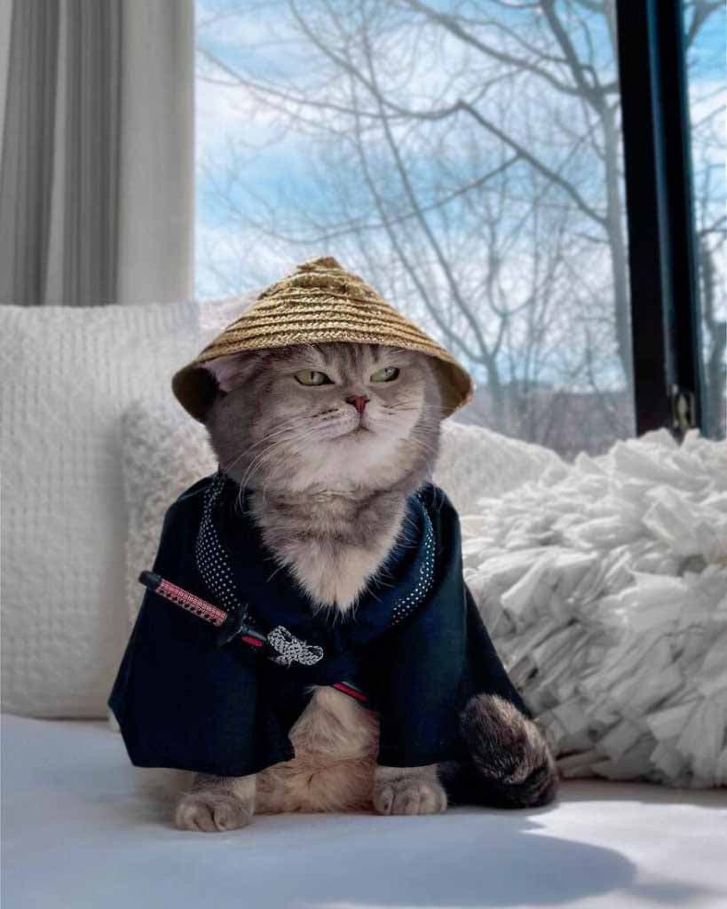 Chat déguisé en samouraï