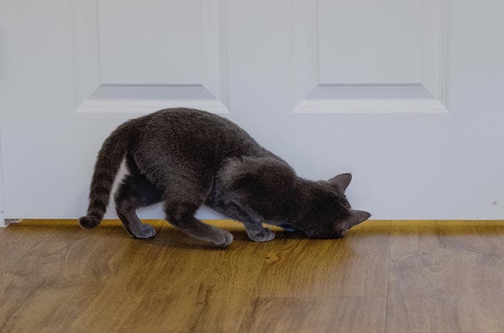 Cat in front of a closed door