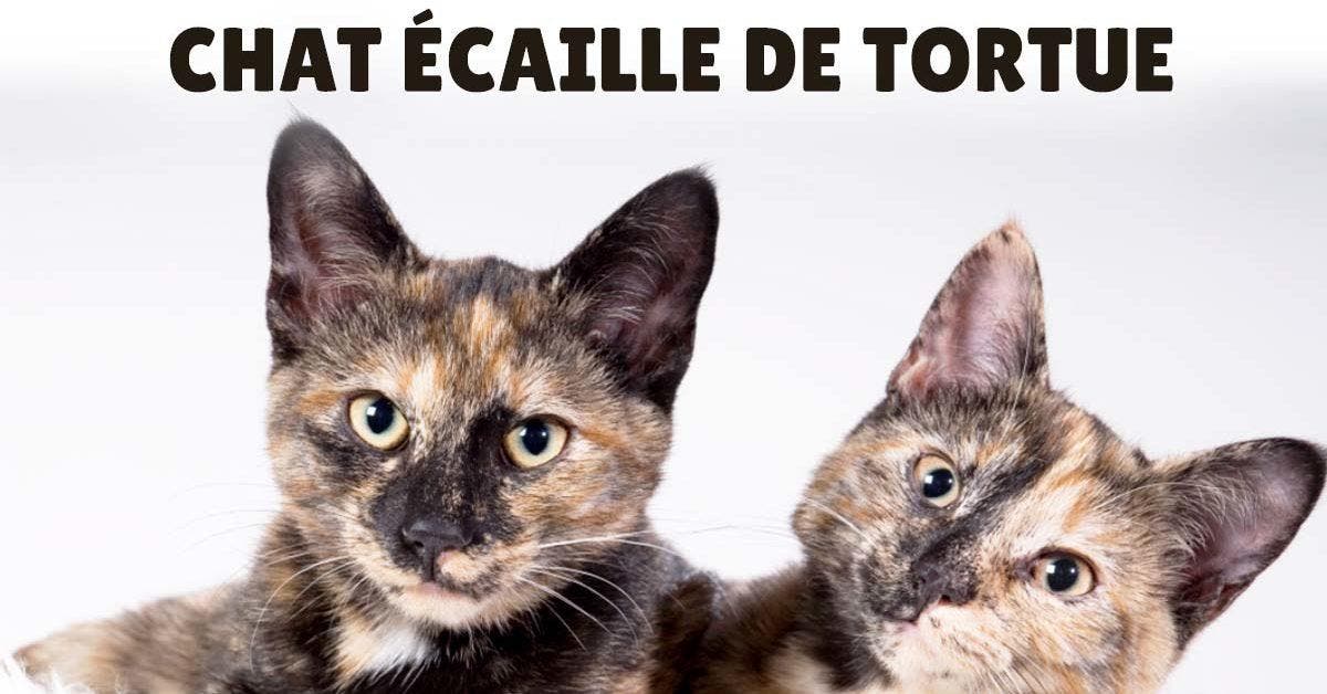 Chat écaille de tortue - histoire, apparence, personnalité, entretien et faits intéressants