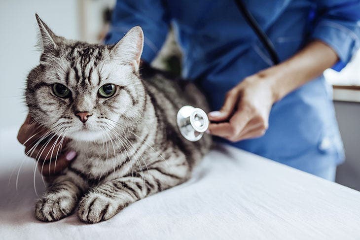 Examination of the cat by a veterinarian