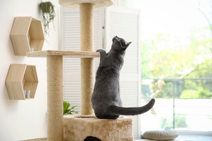 The cat plays in the cat tree