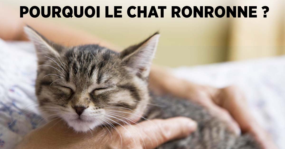 Chat qui ronronne - 6 significations de ce comportement