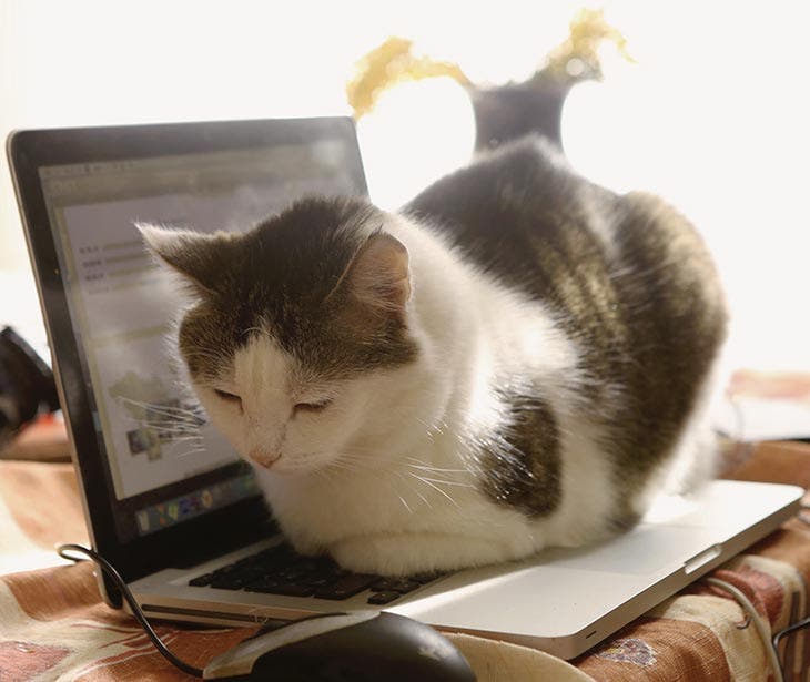Gatto che si siede sulla tastiera