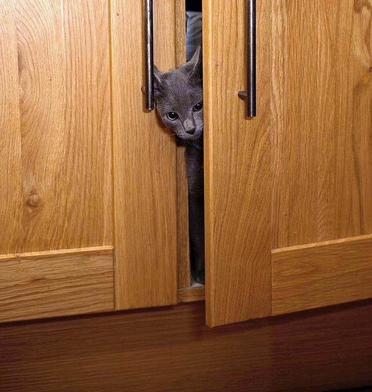 A cat coming out of the closet