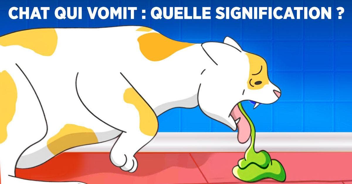 Chat qui vomit : les types de vomissements et ce que cela signifie ?