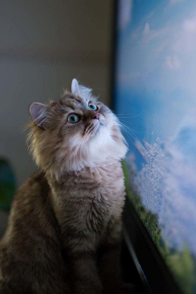 Que voient les chats lorsqu