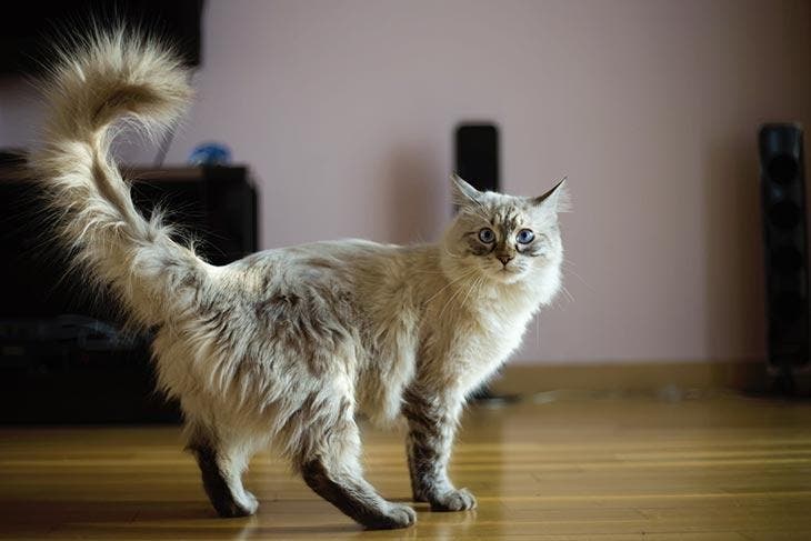 Chat Qui Remue La Queue Signification Et Raisons Derri Re Ce Geste