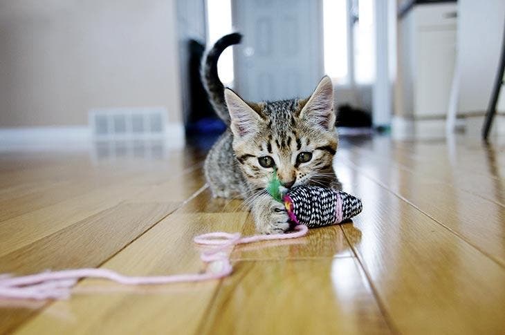 Kitten playing with her toy