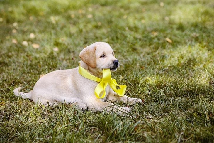 dog with yellow ribbon