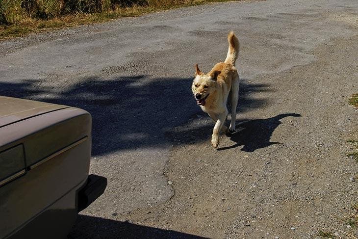 dog chasing a car