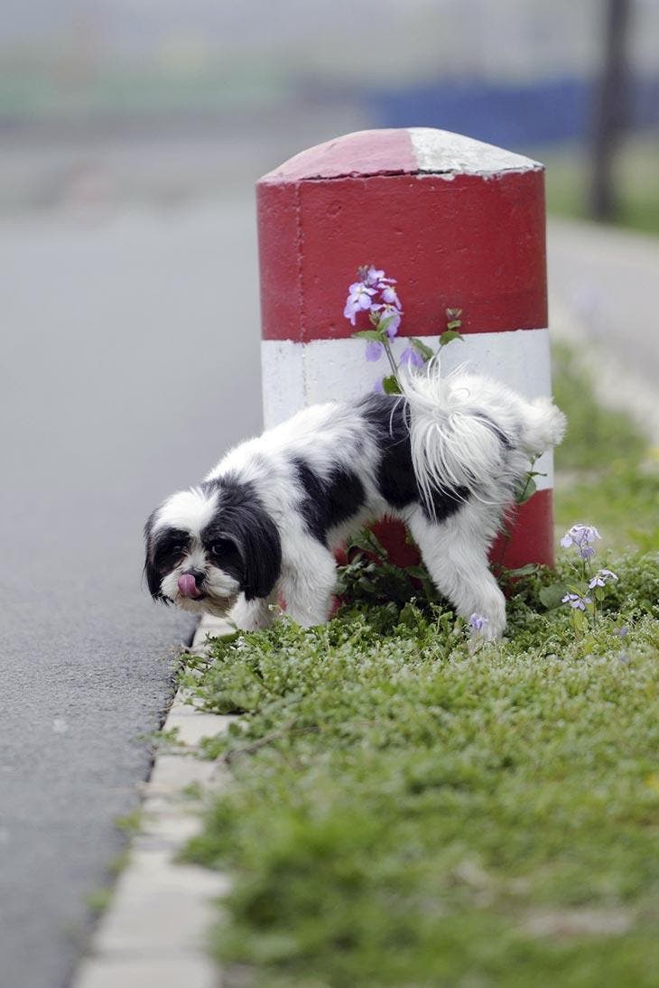 Dog peeing on the side of the road