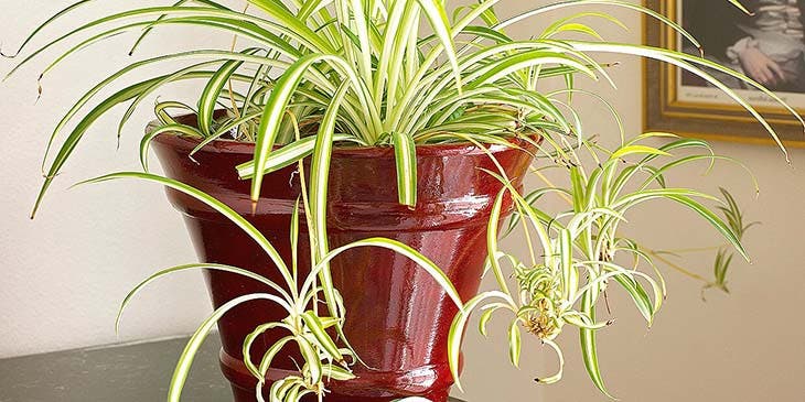 Clorofito planta de interior