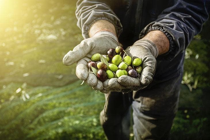 recogida de aceitunas