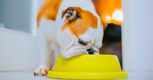 Comment aider votre chien à manger moins rapidement
