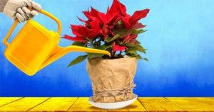 Comment arroser un poinsettia