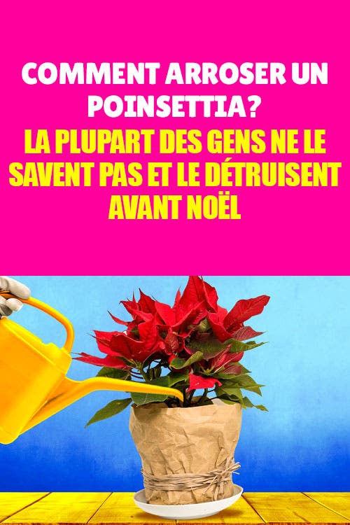 Comment arroser un poinsettia ? Quantité d’eau et fréquence