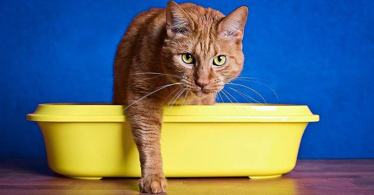 Comment attirer un chat à aller dans sa litière 7 astuces pratiques final