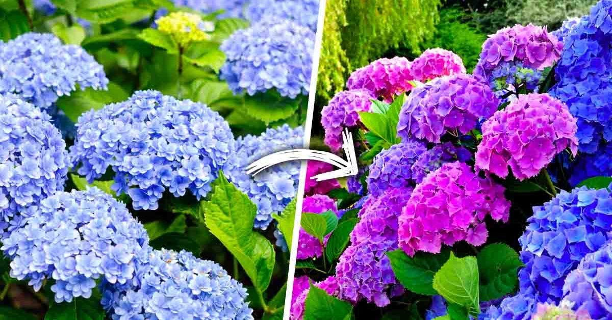 Comment avoir de jolies hortensias colores qui subliment le jardin __