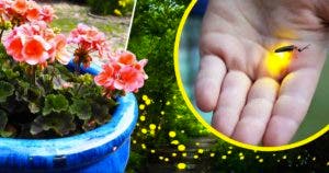 Comment avoir des lucioles dans le jardin _ L’astuce des jardineries pour les attirer en 2 minutes