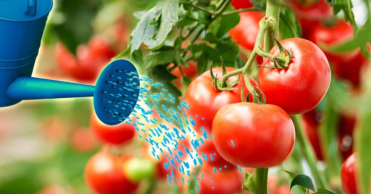 Comment avoir des tomates 2 fois plus grandes et plus juteuses Le secret est dans cette eau facile à préparer