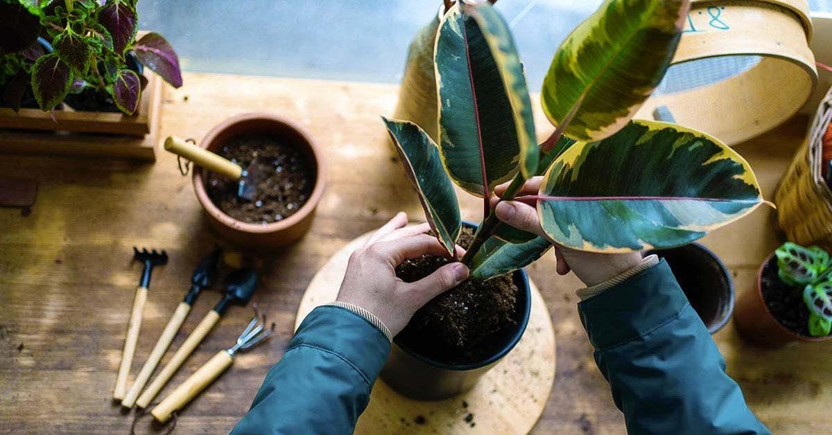 Comment bien choisir et utiliser les pots de fleurs