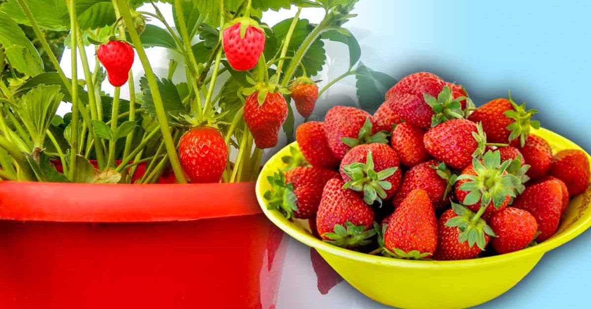 Comment booster la production de votre fraisier et avoir 4 fois plus de fraises_