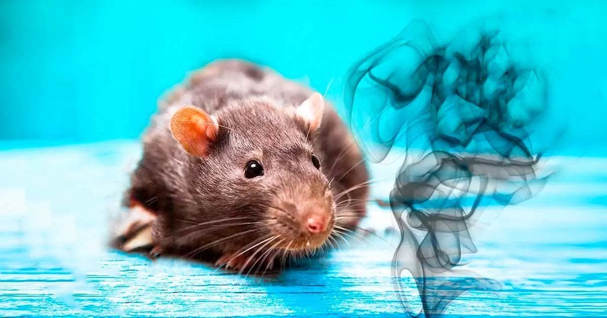 Comment chasser les souris et les éloigner de votre maison ?