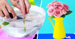 Comment conserver les fleurs dans un vase pendant longtemps