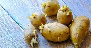 Comment conserver les pommes de terre pour les empêcher de germer