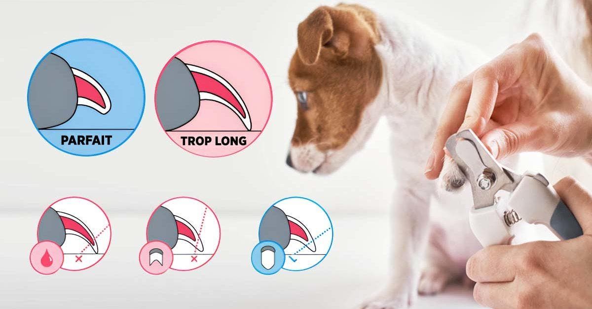 Comment couper les griffes d’un chien - guide complet pour débutants