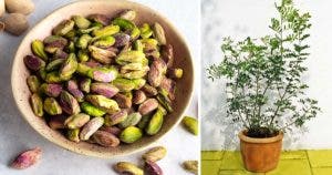 Comment cultiver des pistaches pour en avoir à linfini à la maison