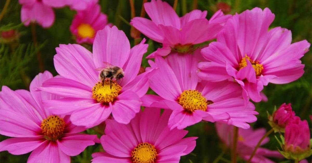 How to cultivate the cosmos?  An ideal flower for a summer bed.