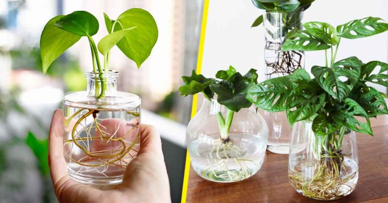 Comment cultiver les plantes dans l’eau à la maison ? 5 étapes simples