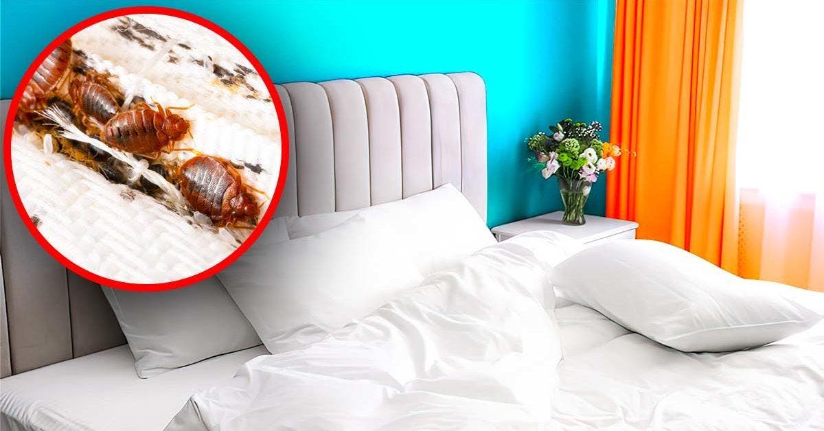 Comment détecter les punaises de lit dans une chambre d’hôtel Site final