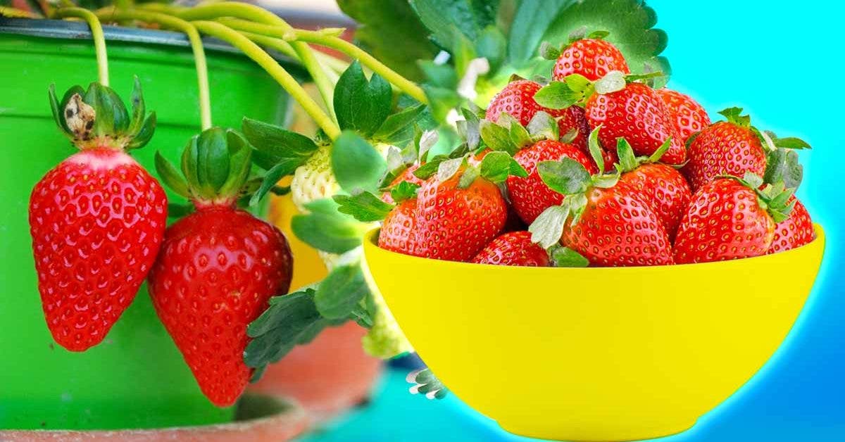Comment doubler le rendement de vos fraises ? 5 astuces peu connues