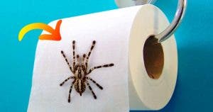 Comment éloigner les araignées de la maison une fois pour toutes001