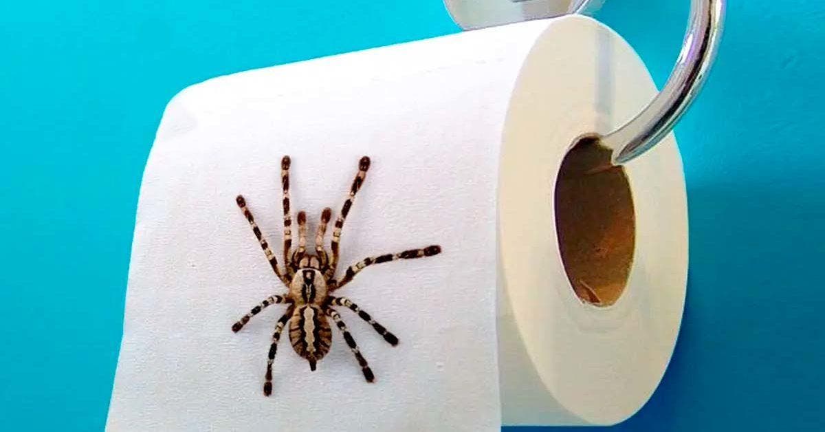 Comment éloigner les araignées de votre maison