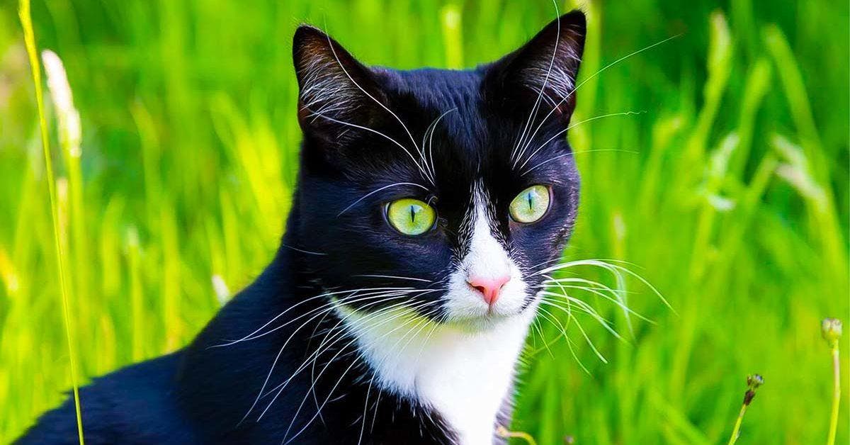 Comment éloigner les chats avec des méthodes naturelles Site