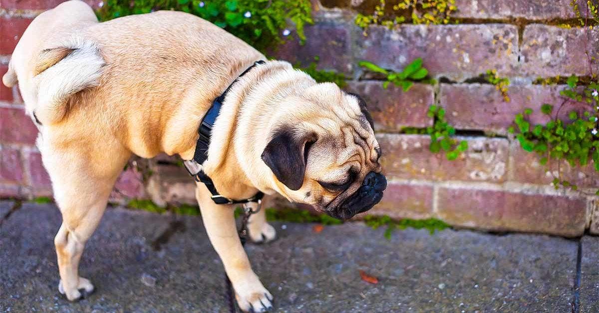 Comment éloigner les chiens qui urinent ou défèquent devant chez vous final
