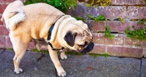 Comment éloigner les chiens qui urinent ou défèquent devant chez vous final