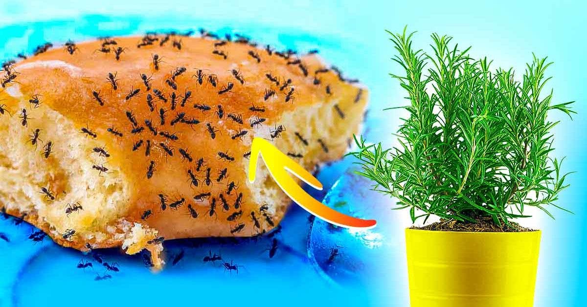 Comment éloigner les fourmis du jardin et de la maison sans utiliser de produits chimiques ? Une astuce simple
