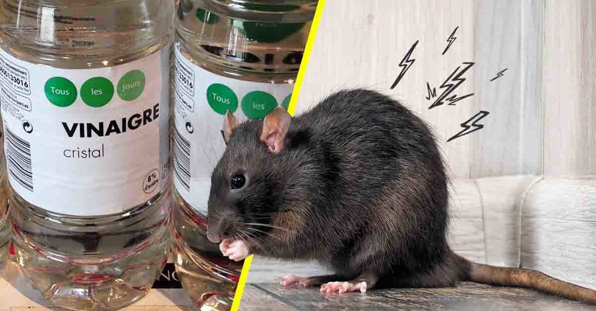 Comment piéger un rat : nos différentes astuces - Mesnuisibles