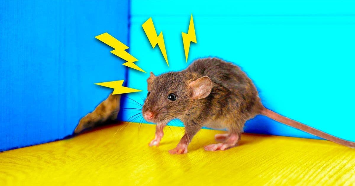 Rats et autres rongeurs dans le poulailler : pourquoi et comment s'en  débarrasser ?