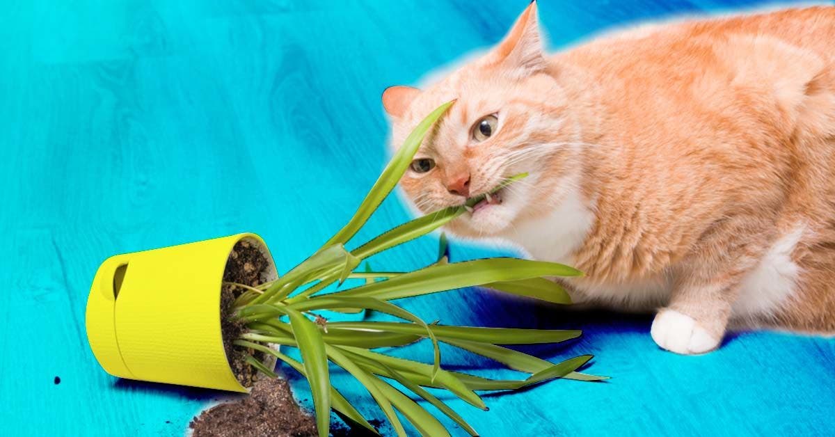 Comment empêcher votre chat de manger les plantes d'intérieur
