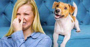 Comment enlever facilement les odeurs de chien dans la maison