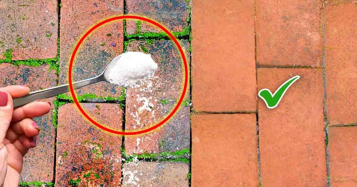 Comment enlever la mousse sur une terrasse ? – Blog BUT