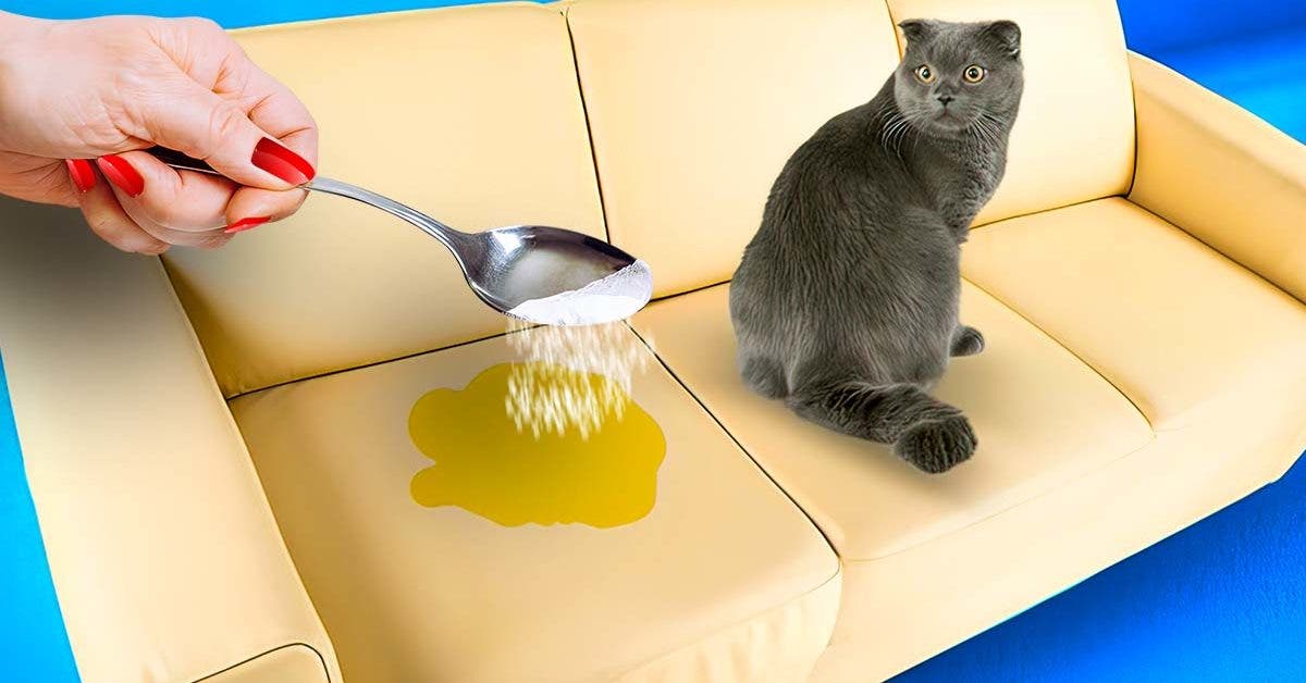 Comment enlever l’odeur d'urine de chat de vos fauteuils final